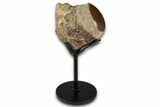 Polished Fossil Mosasaur Vertebra w/ Metal Stand - Texas #350995-1